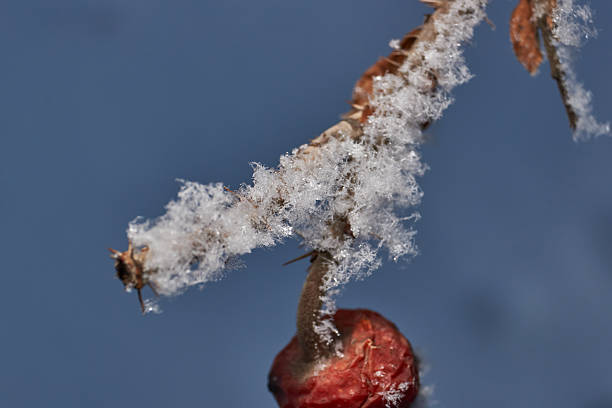 Macrophotography of a dry plant strewn with sharp frost crystals. The detailed winter texture and soft dark background blur create the atmosphere of a frosty morning.