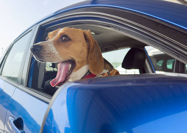 Beagle with head out of a blue car window, tongue lolling in the breeze, panting happily during a sunny road trip that radiates freedom and summer joy
