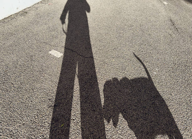 Adult owner and their dog casting long shadows on an asphalt road while walking, symbolizing companionship, loyalty, and daily routine in bright daylight