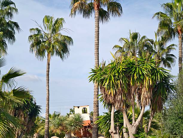 sunlit palm trees framing stucco villa, lush foliage and blue sky create tranquil courtyard scene ideal