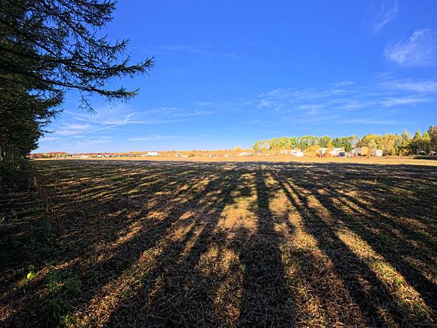 A cinematic wide-angle shot featuring rhythmic, parallel shadows of pine trees cast across a golden-brown agricultural field. The deep blue sky and the fringe of fall foliage in the distance create a peaceful, rural atmosphere during the \