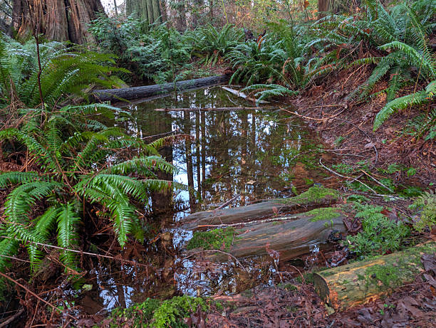 Shaded, damp area at the edge of a mixed forest in Metro Vancouver. A puddle reflects the surrounding ferns and trees. A recent atmospheric river dumped large amount of water on the West Coast. Winter afternoon with mild temperatures. Plant Hardiness Zone 8b.