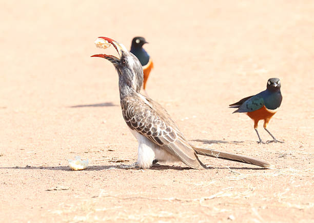 Tanzanian red-billed Hornbill eating with attentive Superb Starlings at the ready