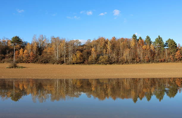 autumn leaves