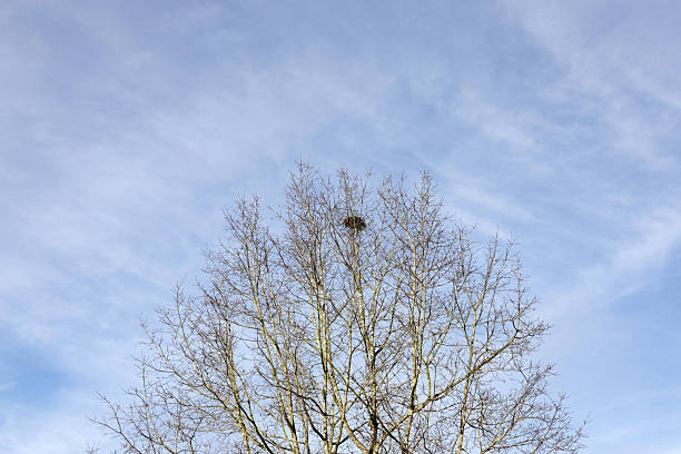 trunk of the tree