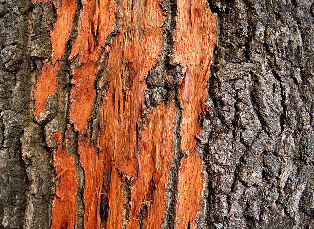 Bark of an oak texture background