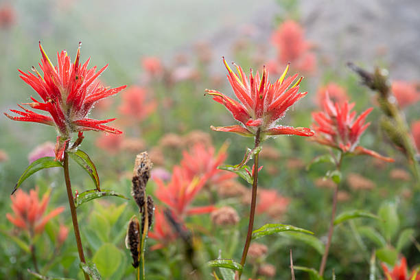 Wile hiking on the mountains got to see so many little flowers. Little but beautiful. Different Colors - White, pink, blue, yellow, purple, green, red. Located in Weir Canyon Trailhead, Anaheim California. January 2026