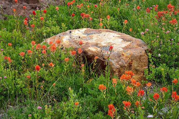 Blooming Indian Paintbrush around rocks at Paradise, Mt Rainier National Park, Washington, USA