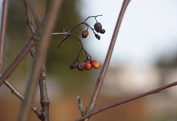 Selective focus on red rowan berries in various stages of decay. Mild winter afternoon. Plant Hardiness Zone 8b.
