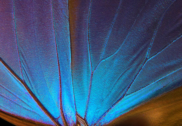 istock Wings of a butterfly Morpho texture background. Morpho butterfly. 2256654822