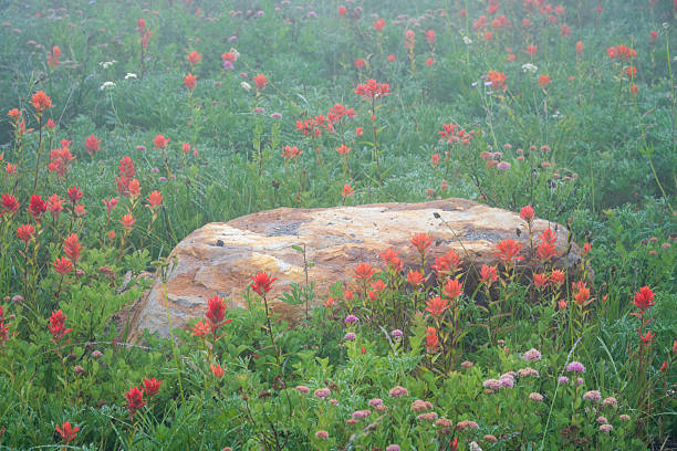 Blooming Indian Paintbrush around rock at Paradise, Mt Rainier National Park, Washington, USA