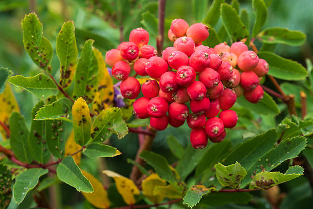 Sorbus sitchensis in Autumn, Mt Rainier National Park, Washington, USA