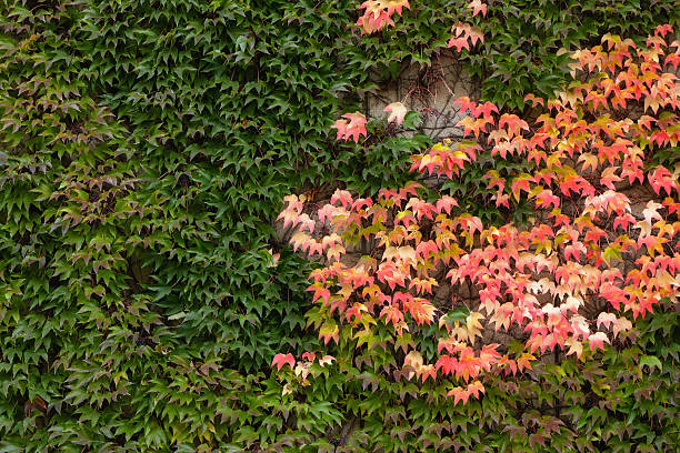 Ivy on the wall, red leaves, fall season background