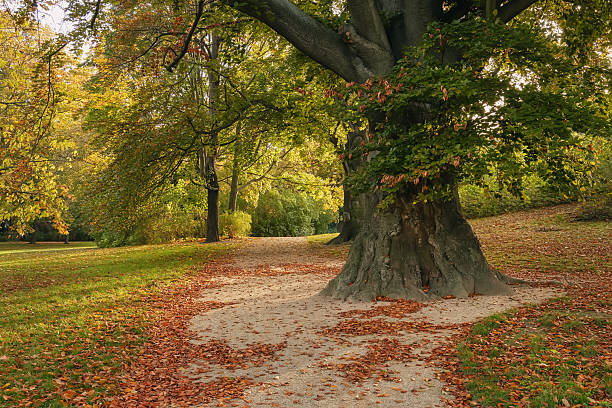 Big oak tree in the park, outdoor background