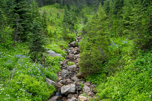 Spring landscape of a cascade and rapids on the Little Pigeon River, Great Smoky Mountains National Park, Tennessee, USA