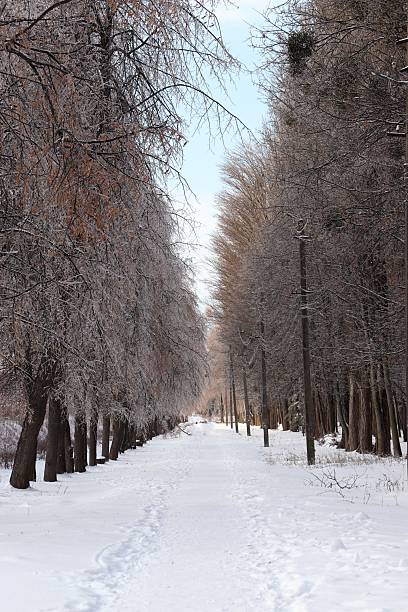 A serene winter pathway flanked by rows of tall, leafless trees lightly dusted with snow, stretching into the distance. Footprints in the snow and a soft blue sky evoke peaceful solitude, making this image ideal for seasonal campaigns, nature-themed design, and travel or lifestyle visuals.