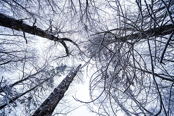 View of snow covered tree branches from forest floor.