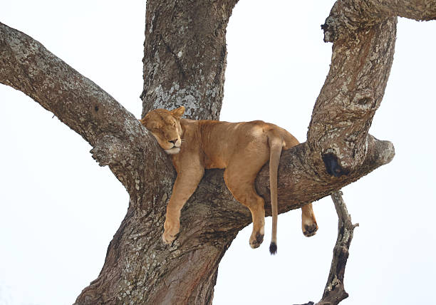 female lions relaxing in a tree in Africa in the Serengeti