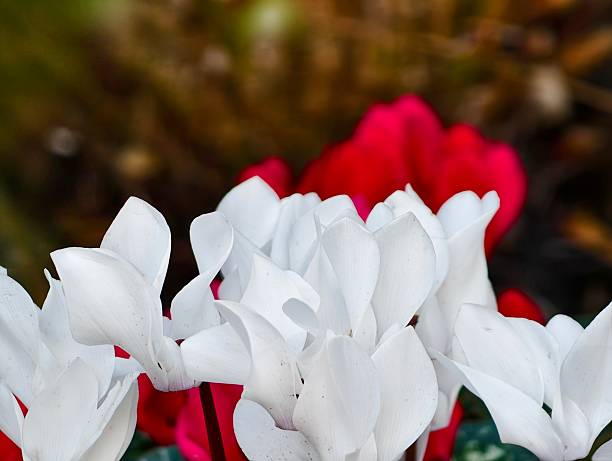 white cyclamen blossoms against blurred red, florist crafting intimate bouquet for romantic event, soft bokeh