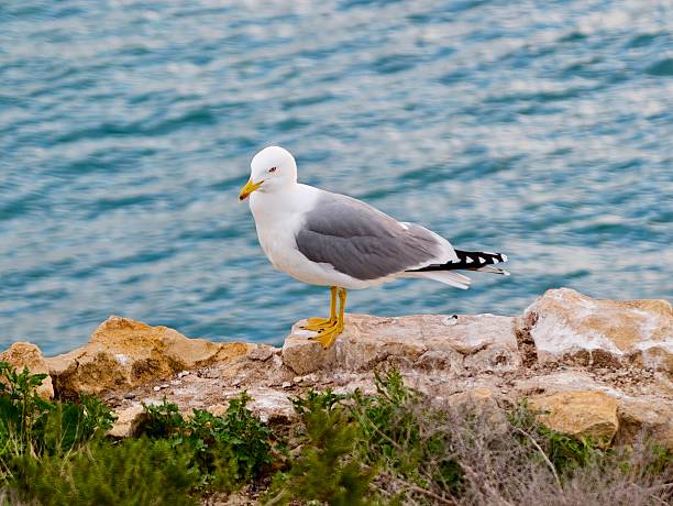 gull standing on grassy rock near sea with attentive stance, yellow beak and grey wings against pebble
