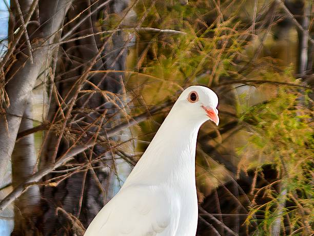 white dove standing among bare branches, red eye ring, muted autumn palette, contemplative vibe suitable