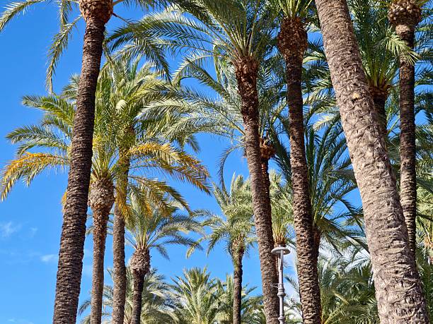 soaring palm trees against blue sky, upward perspective emphasizes tall sunlit fronds and open tropical