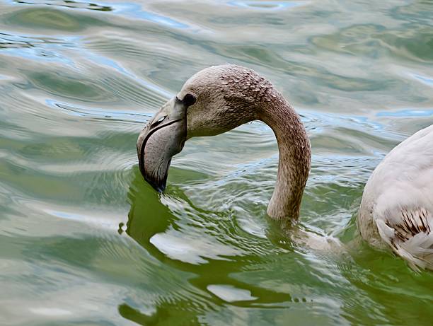 Flamingo or greater flamingo (Phoenicopterus roseus) in the Camarque coastal region in southern France during a summer day. The Camarque in the Rhône river delta is one of the few European habitats for the greater flamingo.