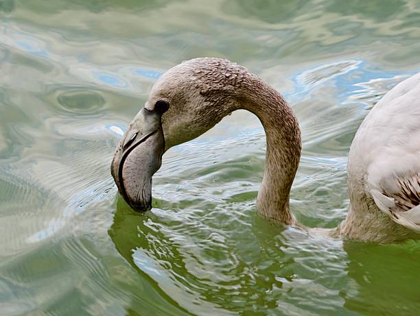 Young flamingo probing algaerich water with beak, methodical foraging motion, concentrated posture and small