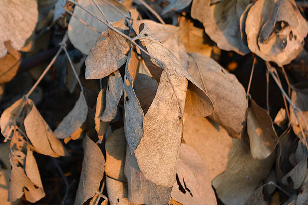 Dry Butea monosperma leaves natural background texture close up