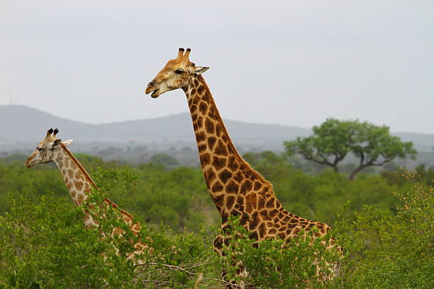 Southern African giraffes stand partially concealed within thick bush, with only their long necks and shoulders visible above the vegetation, creating a layered wildlife scene with natural depth and open space.