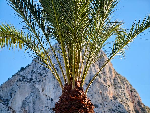 Date palm tree on a hill in an agricultural district (area) on the Greek Island of Chios (Greece) in the Aegean Sea captured on old-fashioned grainy (ISO 400) analogue (analog) black and white film by a 35 mm analog (analogue) film camera. Date palm (Phoenix dactylifera) is a flowering-plant species in the palm family. It can grow 30 meters high (tall) and reach an age of 100 years or more. It is cultivated for its edible sweet fruit called dates. The image is part of a series of black and white analogue photographs of picturesque Greek Island landscape and architecture on the Island of Chios.