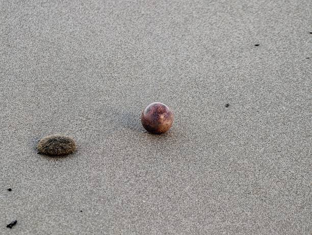 small purple shell beside seaweed clump on sand, closeup coastal detail shows rounded shell and textured algae