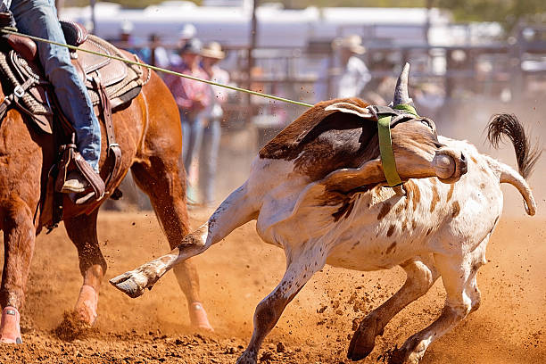 Action shot as young man falls from rodeo bull clowns run in to help