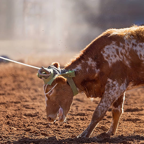 A high-energy shot of a calf being roped during a competition, capturing the intense movement and dusty atmosphere of the western sport.