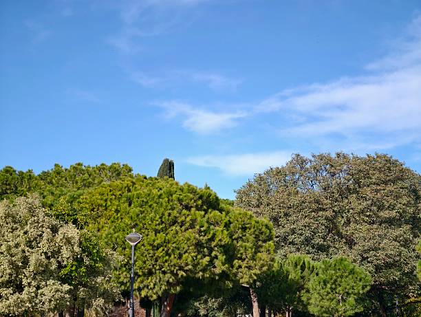 Expansive pine canopy meets clear blue sky with distant cypress peak, layered textures and sunlit horizon