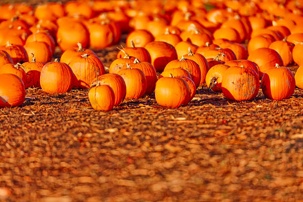 Ripe pumpkins scattered across a dry cultivated field under a bright blue sky, surrounded by green vines and leaves during harvest season.