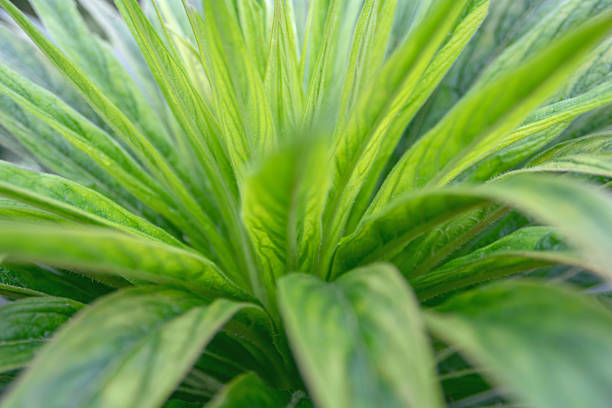 Macro view of fresh green plant leaves with vibrant texture and soft selective focus. Natural botanical background ideal for nature, growth, ecology, freshness, and organic concepts.
