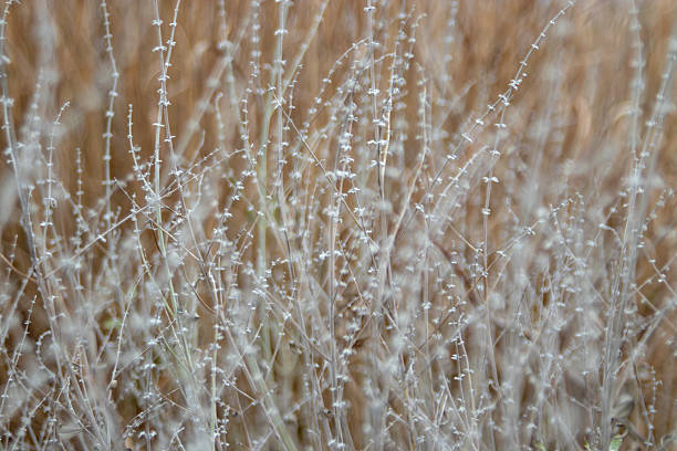 Soft-focus dry stems of Salvia yangii (Russian sage) creating elegant winter structure in a perennial garden bed, valued for texture, form, and year-round ornamental interest.