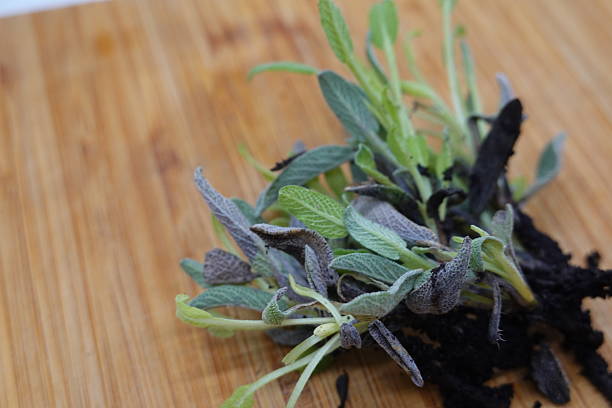 Green leaves of Salvia officinalis. the common sage. a perennial, evergreen subshrub. Young green leaves of a medicinal plant in the garden