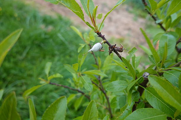 Monilia laxa fungus is infecting a young almond fruit, causing brown rot and threatening the harvest