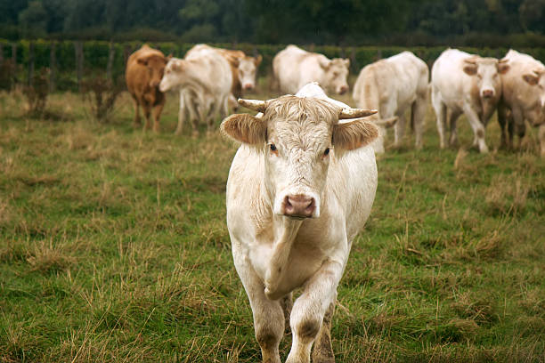 Bulls grown for slaughter for meat at grazing. European meat breeds of cattle (the livestock of a meat direction of productivity). Cattle breeding in France - Charolais white cow breed