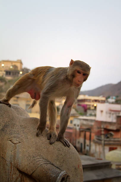 Rhesus macaque (Macaca mulatta), also known as rhesus monkey, is an Old World monkey. There are between six and nine recognized subspecies that are split between two groups, the Chinese-derived and the Indian-derived. Generally brown or grey in colour, it is native to South, Central, and Southeast Asia. They are diurnal, arboreal, terrestrial and mostly herbivorous. They have specialized cheek pouches where food can be stored temporarily.