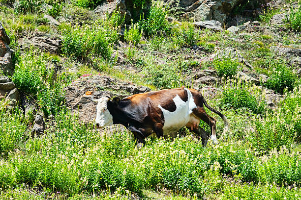 Caucasian cattle on the background of Alpine pastures. Portraits of cows and heifers