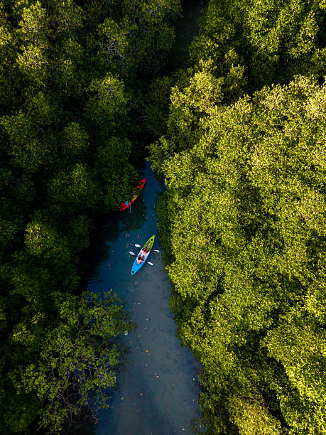 Explore the serene mangrove canals of Koh Phayam Island, Thailand during a sunny day