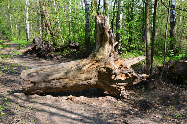 a close up of and old Fallen Tree Trunk in a Sunny Forest