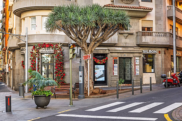 Santa Cruz, Tenerife, Spain, Europe - December 21th 2025: A dragon tree (Dracaena draco) stands on a street corner in Santa Cruz, the main city of Tenerife in the Canary Islands, positioned in front of a shop decorated with Christmas garlands. The scene combines the island’s characteristic subtropical vegetation with seasonal holiday decorations in an urban setting.