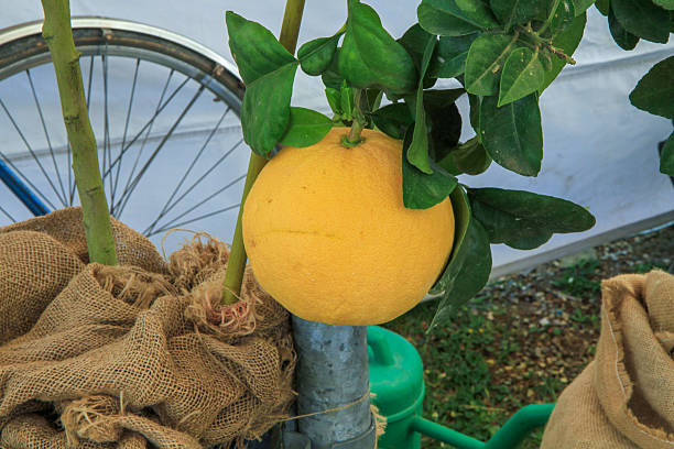 Yellow grapefruits hanging from a tree branch, surrounded by lush green foliage