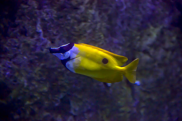 Exotic sea fishes in a aquarium