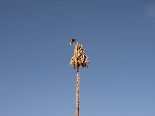 A dried palm tree and the sky in the background.