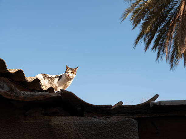 Cat Balancing on the Roof